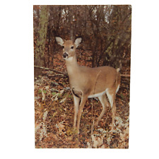 White tailed deer for sale  Woodstock