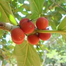 Banyan fig ficus for sale  Shipping to Ireland