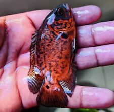 Astronotus ocellatus red for sale  LONDON