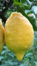 Pianta limone sfusato usato  Altamura