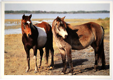 Pferd postkarte artcolor gebraucht kaufen  Langen