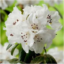 Dwarf rhododendron japonica for sale  PRESTON