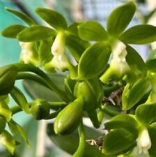 Epidendrum robustum green for sale  San Francisco