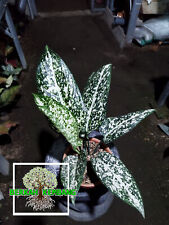 Real Pict Aglaonema Big Leaf Free Pithosanitary, used for sale  Shipping to South Africa