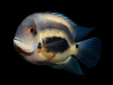 Triangle uaru cichlid for sale  GLASGOW