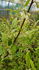 Elaeagnus multiflora goumi d'occasion  Mont-près-Chambord