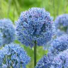 Allium azureum 20 for sale  LONDON