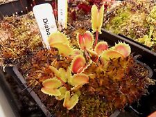 Dionaea muscipula diabolic d'occasion  Miribel