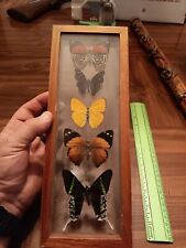 Real framed butterflies for sale  Kingwood