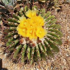 Cactus tonneau echinocactus d'occasion  Mèze