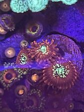 Pack zoanthid frags for sale  Middleburg