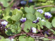 Zimbelkraut cymbalaria muralis gebraucht kaufen  Bayreuth