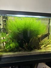 20g java moss for sale  CHATTERIS