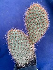 Opuntia pycnantha 23cm for sale  PENZANCE