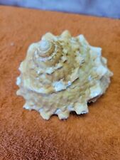 O☆Vintage Astraea Tecta Ocean Shell 4"Wide for sale  Shipping to South Africa