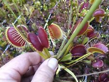 2023-120 Venus Flytrap, Dionaea seeds-Pinnacle, Moon Trap, Haircomb, Royal Red, used for sale  Shipping to South Africa