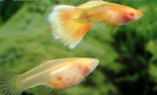 Guppy poecilia ret for sale  LONDON