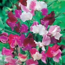 Sweet pea highly for sale  BRIDPORT