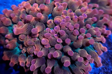 bubble anemone for sale  HORSHAM