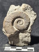 Ammonite criocerites duvali d'occasion  Fénétrange
