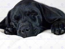 Labrador retriever black for sale  EDINBURGH