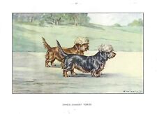 1930 Art Watercolor Francois Castellan France Dog Print DANDIE DINMONT TERRIER for sale  Shipping to South Africa