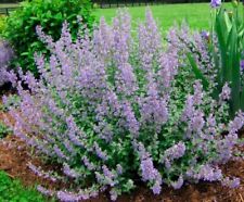 Catmint walkers low for sale  Missoula