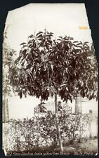 Larger size C. B. WAITE photo, Ficus Elastica, rubber tree,  Vintage fine art MA for sale  Shipping to South Africa