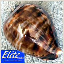 ULTRA! Cypraea zoila vercoi #3 90.1mm STUNNING GIANT NEAR-GEM from W. Australia for sale  Shipping to South Africa