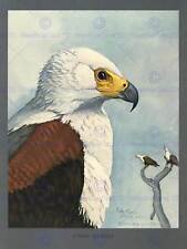 Painting abyssinia bird for sale  EDINBURGH