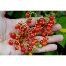 Solanum pimpinellifolium tomat d'occasion  Expédié en France