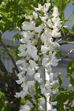 Japanischer blauregen wisteria gebraucht kaufen  Basedow, Güizow, Lütau