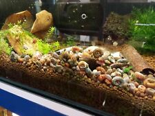 Ramshorn snails puffer for sale  Shipping to Ireland
