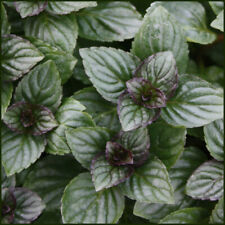 Chocolate mint aromatic for sale  WORKSOP
