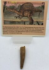 Spinosaurus teeth dinosaur d'occasion  Expédié en Belgium