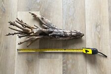 Dry driftwood stump for sale  LONDON