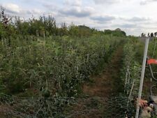 English grown apple for sale  WISBECH
