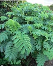 Seeds melianthus major for sale  HIGH WYCOMBE