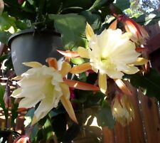 Epiphyllum kirby giant for sale  MIDDLESBROUGH