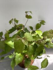 Cornus kousa plant for sale  SOUTHAMPTON