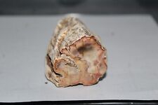 Fossilien versteinertes holz gebraucht kaufen  Gevelsberg
