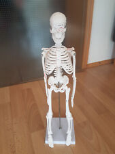 skelett modell gebraucht kaufen  Leverkusen