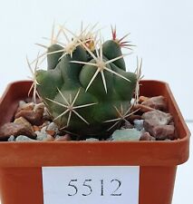 Thelocactus bicolor ssp. heterochromus /5512/,D33 mm,own root for sale  Shipping to South Africa