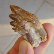 whale tooth for sale  Shipping to Ireland