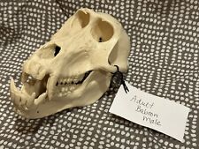 Baboon skull replica for sale  Oneida