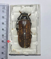 PRIONINAE Ergates spiculatus neomexicanus***female 58mm**** Mexico,Sinaloa, used for sale  Shipping to South Africa