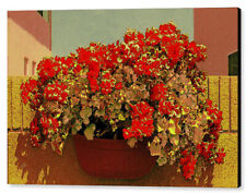 Hanging pot geranium for sale  High Point