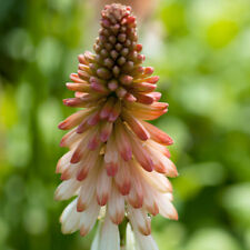 Red hot poker for sale  PETERBOROUGH