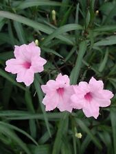 Pink mexican petunia for sale  Homestead