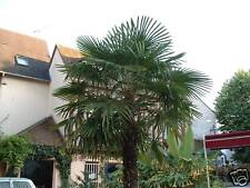 Palmier trachycarpus excelsa d'occasion  Villemandeur